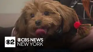 Furry Friend Finder: Ariel