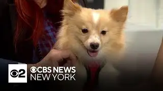 Furry Friend Finder: Baxter