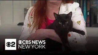 Furry Friend Finder: Mr. Handsome