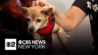 Furry Friend Finder: Paloma