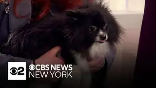 Furry Friend Finder: Panda