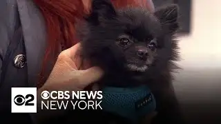 Furry Friend Finder: Pepe