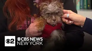 Furry Friend Finder: Winston