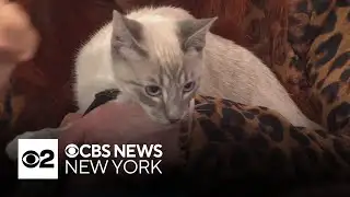 Furry Friend Finder: Zoey