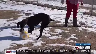 Furry Friend Friday: 1-year-old Doberman, Ruckus