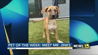 Furry Friend Friday: Will You Adopt Mr. Jinx?