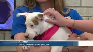 Furry Friends Friday: Chevy chills-out with KSLA