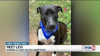 Furry Friends Friday - Levi