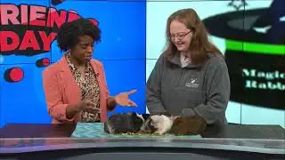 Furry Friends Friday - Meet Gus Gus, Moo, and Coco
