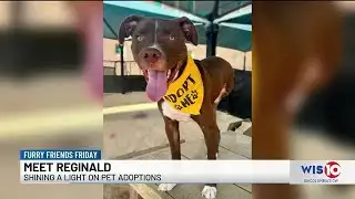 Furry Friends Friday - Reginald