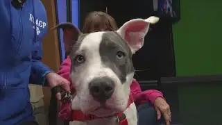 Furry Friends: Meet Art!