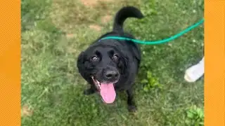 Furry Friends | Meet Lucy, the dog!