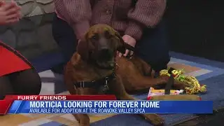 Furry Friends - Meet Morticia