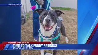 Furry Friends: Meet Mr. Smee!