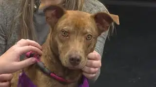 Furry Friends: Meet Vera!