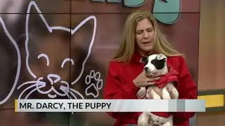 Furry Friends: Mr. Darcy