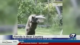 FWC Bear Expert Interview 4 p.m.