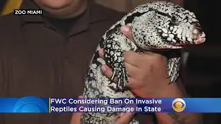 FWC Considering Ban On Pythons, Tegu Lizards & Other Invasive Reptiles Causing Damage In State