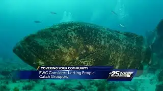 FWC considering letting people catch Goliath Groupers