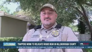 FWC gives briefing on bear stuck in tree