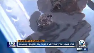 FWC gives updates on 2018 sea turtle nests