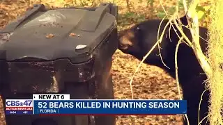 FWC reports 52 bears harvested in first Florida bear hunt since 2015