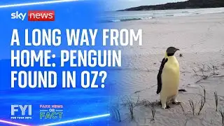 FYI: Penguin found in Oz?