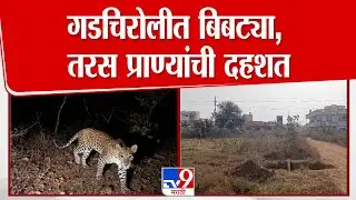 Gadchiroli | गडचिरोलीत बिबट्या, तरस प्राण्यांची दहशत