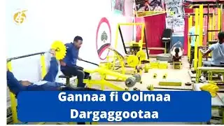 Gannaa fi Oolmaa Dargaggootaa