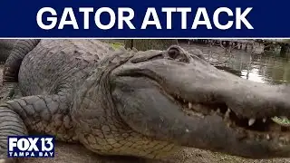 Gator attack injures Florida trapper