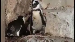 Gay Penguins at Toronto Zoo Being Split Up