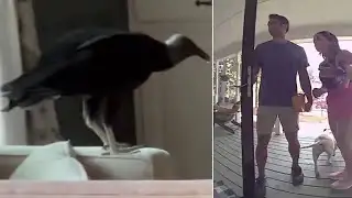 Georgia couple finds vulture inside their home