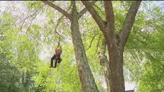 Georgia lawmakers consider licensing tree workers following fatal accident