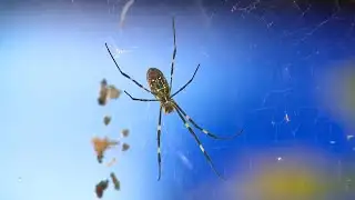 Georgia scientists trying to slow spread of Joro spiders
