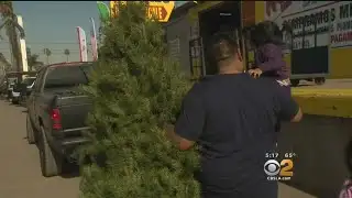 Get A Free Christmas Tree With Recyclables