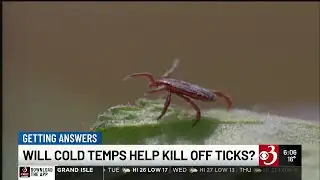 Getting Answers: Will cold weather kill off ticks this year?