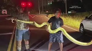 Giant python found roaming near school campus in South Carolina