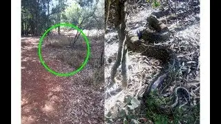 Giant python is spotted in Karura Forest | Kenya news today