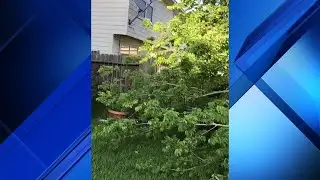 Giant tree falls, damages fence