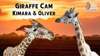 Giraffe Deck Cam - Animal Adventure Park