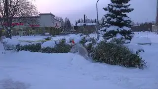 Giving season continues with Christmas tree recycling