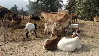 Goat farming in rural Nepal || नेपालमा बाख्रापालन