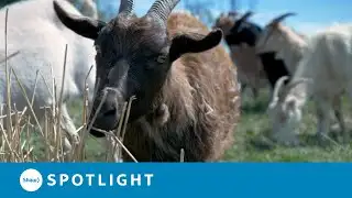 Goats help reduce invasive weeds in Cranbrook, B.C.