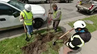 Good Question: How Do Communities Decide Where To Plant Trees?