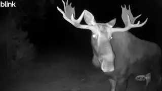 Good Vibes: Dog has the zoomies; Moose spotted on security cam