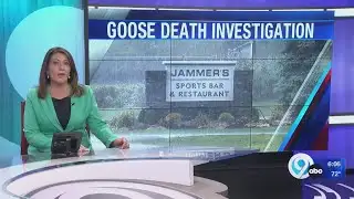 Goose death investigation