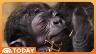 Gorilla Gives Birth at Cincinnati Zoo! See the First Pictures