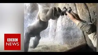 Gorilla learns handstand in Florida zoo- BBC News