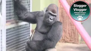 Gorilla Lope Slides Down To Say Hello