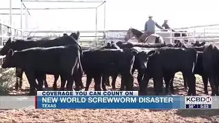 Gov. Abbott declares emergency to deal with screwworm infestation